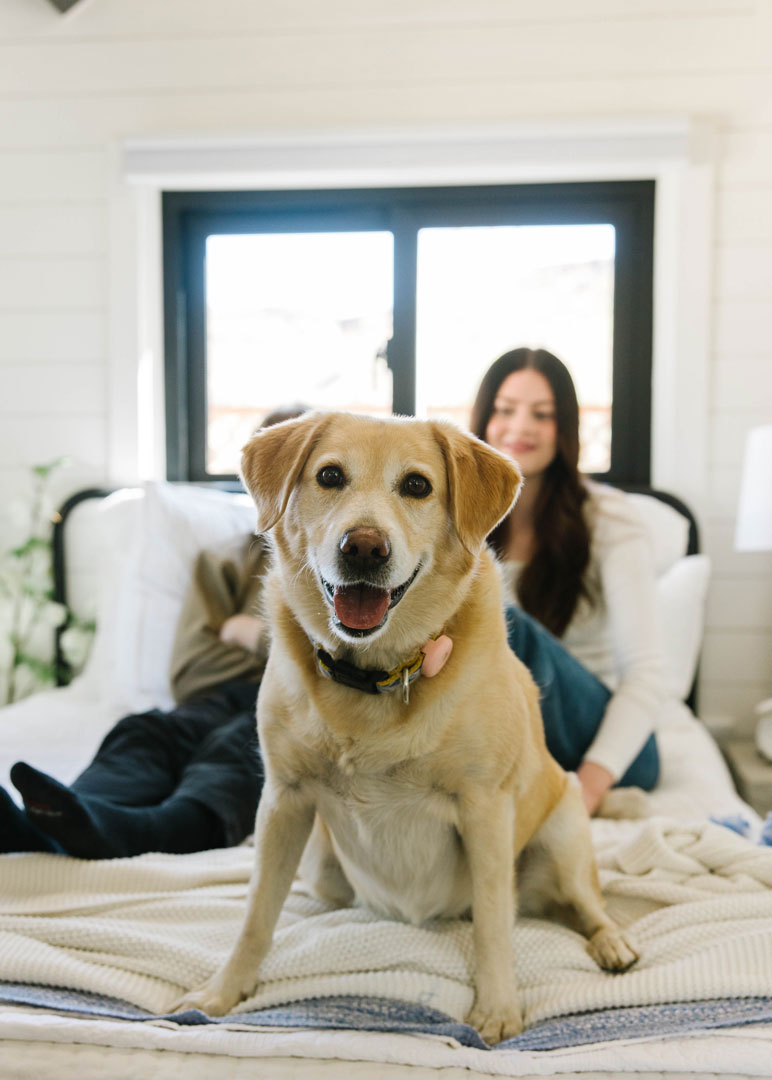 Gracie Gracie a yellow lab on the bed with couple in background